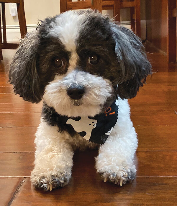 chewy